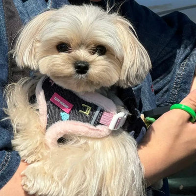 Sweet Cherry Printed Furry Dog Harness/Leash