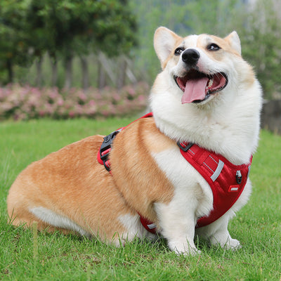 Reflective Breathable Dog Harness For Medium Large Dog