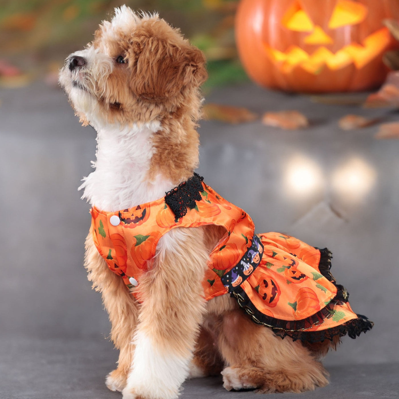 Sweet Lace Halloween Pumpkin Dog Cat Dress | Softosy Pet Boutique