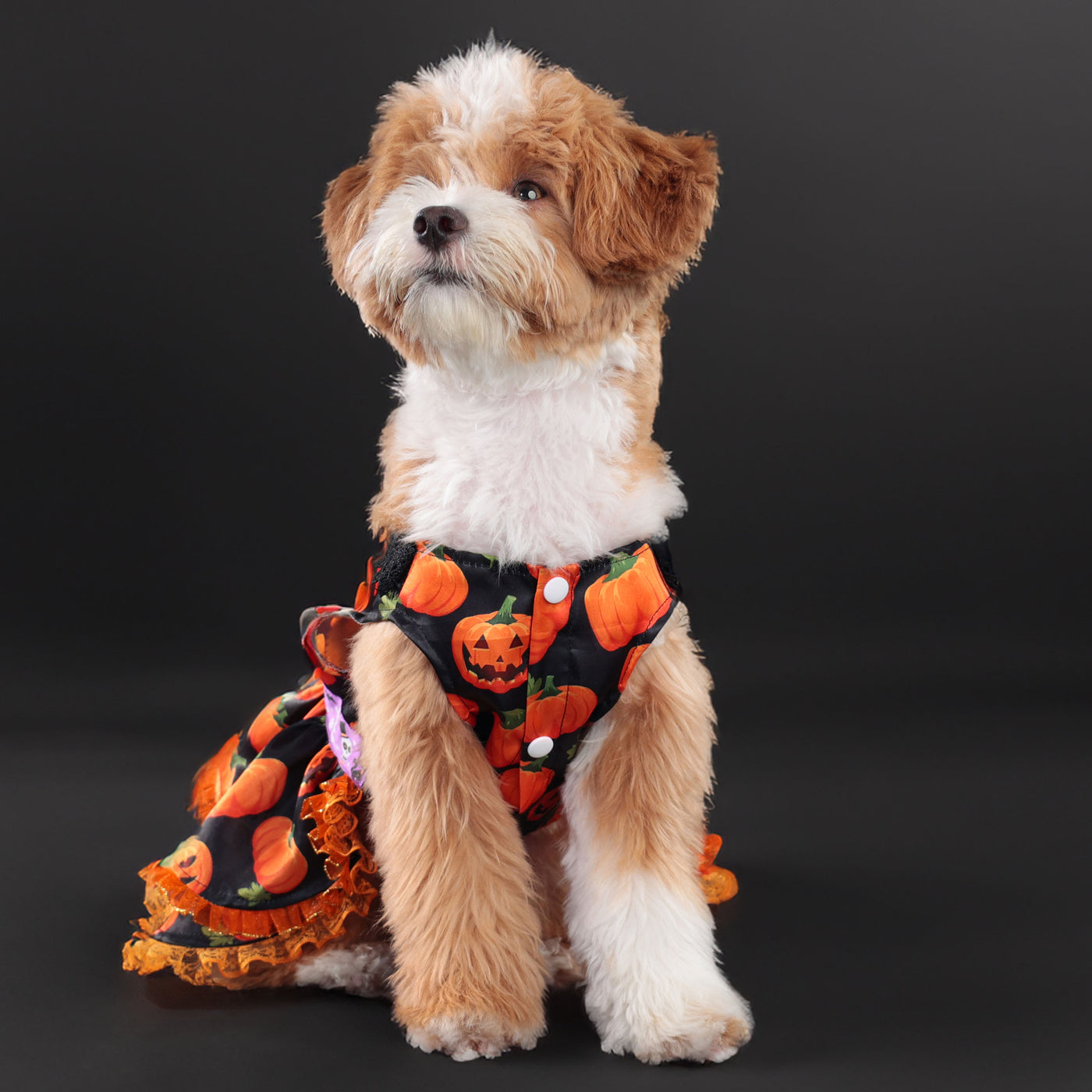 Sweet Lace Halloween Pumpkin Dog Cat Dress | Softosy Pet Boutique