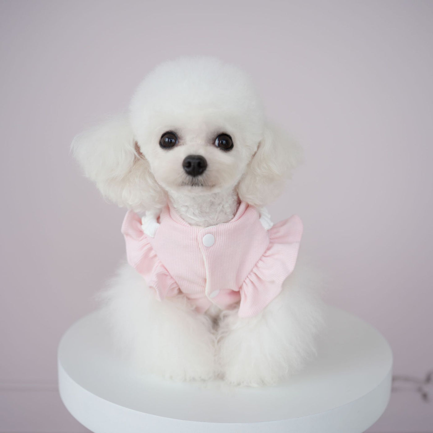 Sweet Knitted Flower Dog Cat Dress Harness