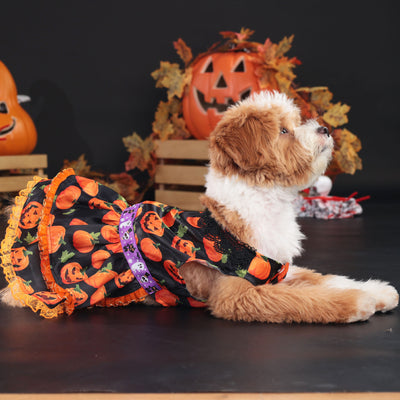 Sweet Lace Halloween Pumpkin Dog Cat Dress | Softosy Pet Boutique