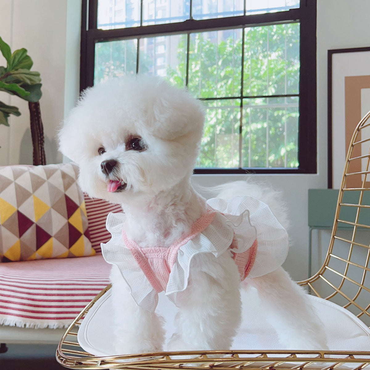 Breathable Lace Shoulder Cat Dog Vest