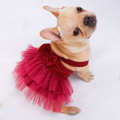 Multi-Color Layered Lace Dog Dress