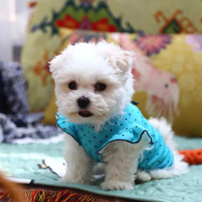 Sweet Polka Dot Dog Vest