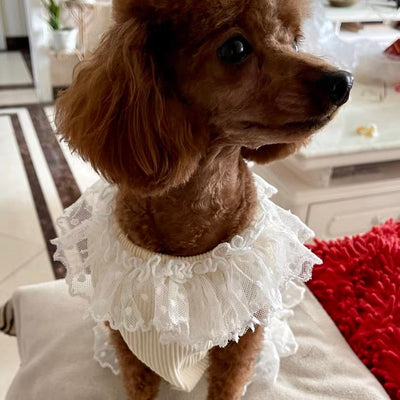Heart Printed Lace Dog Cat Dress