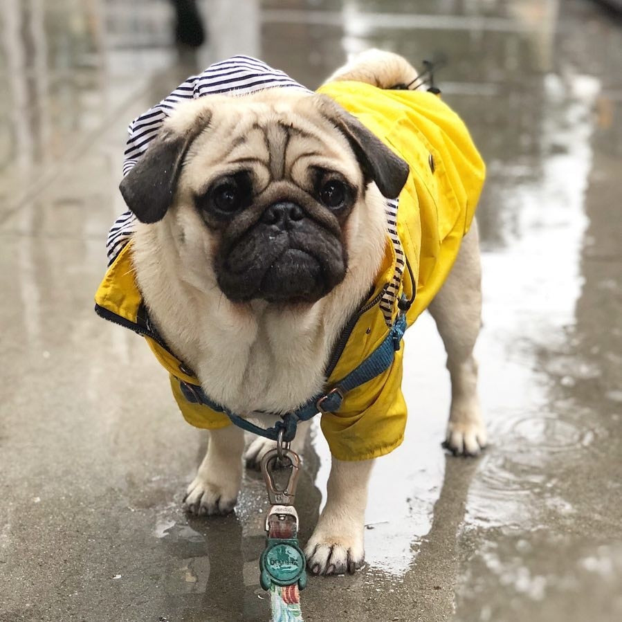 Waterproof Dog Windbreaker Jacket Raincoat