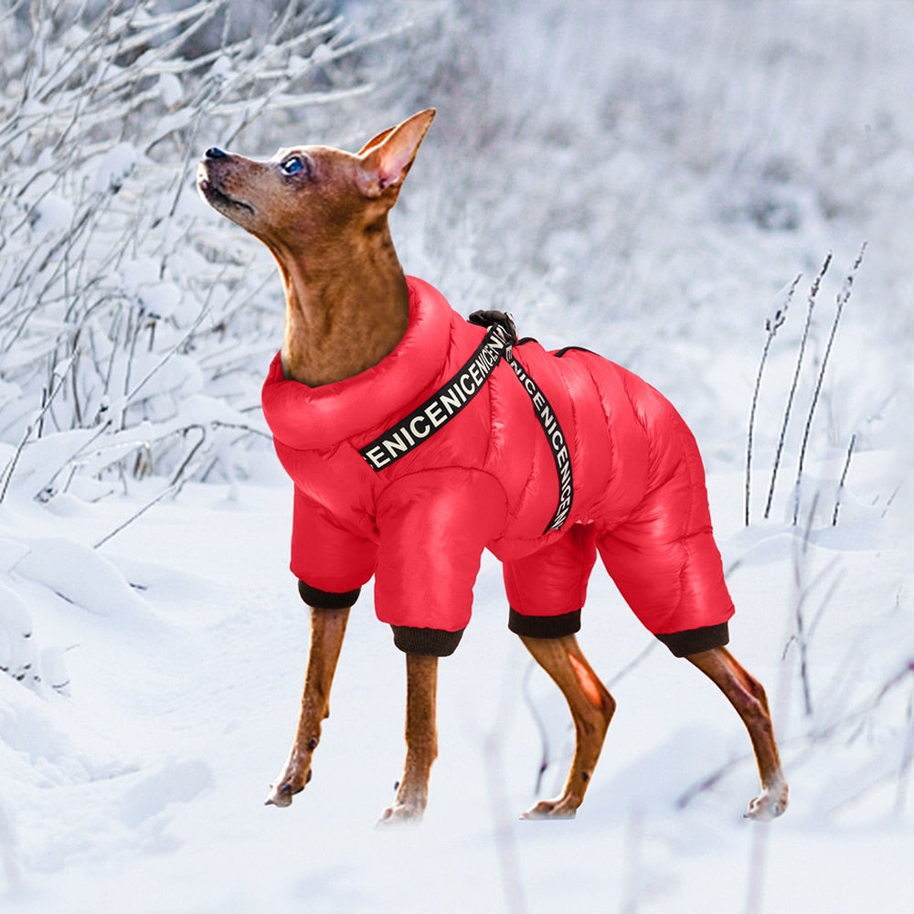 Letter Printed Winter Puppy Jacket