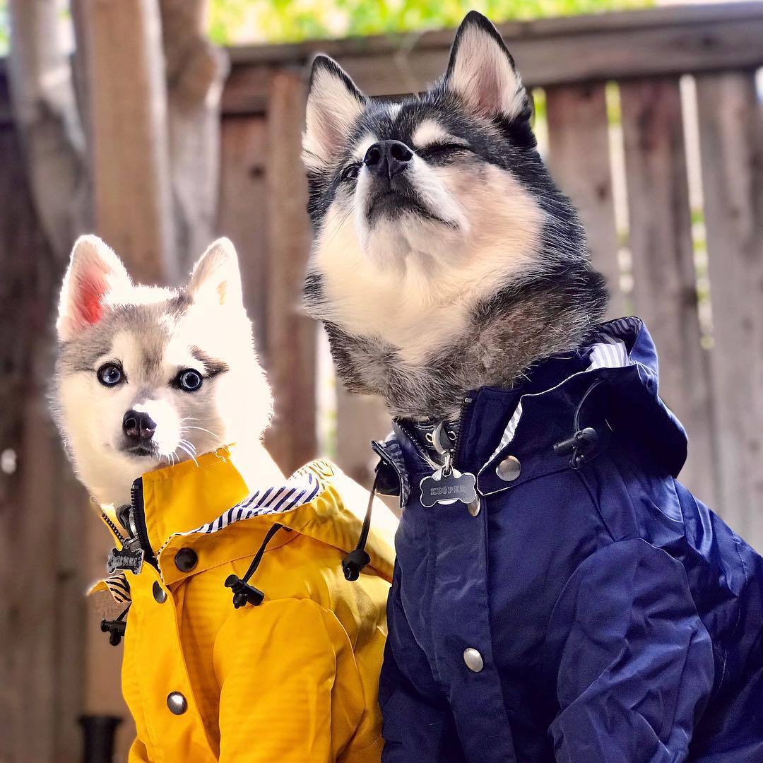Waterproof Dog Windbreaker Jacket Raincoat